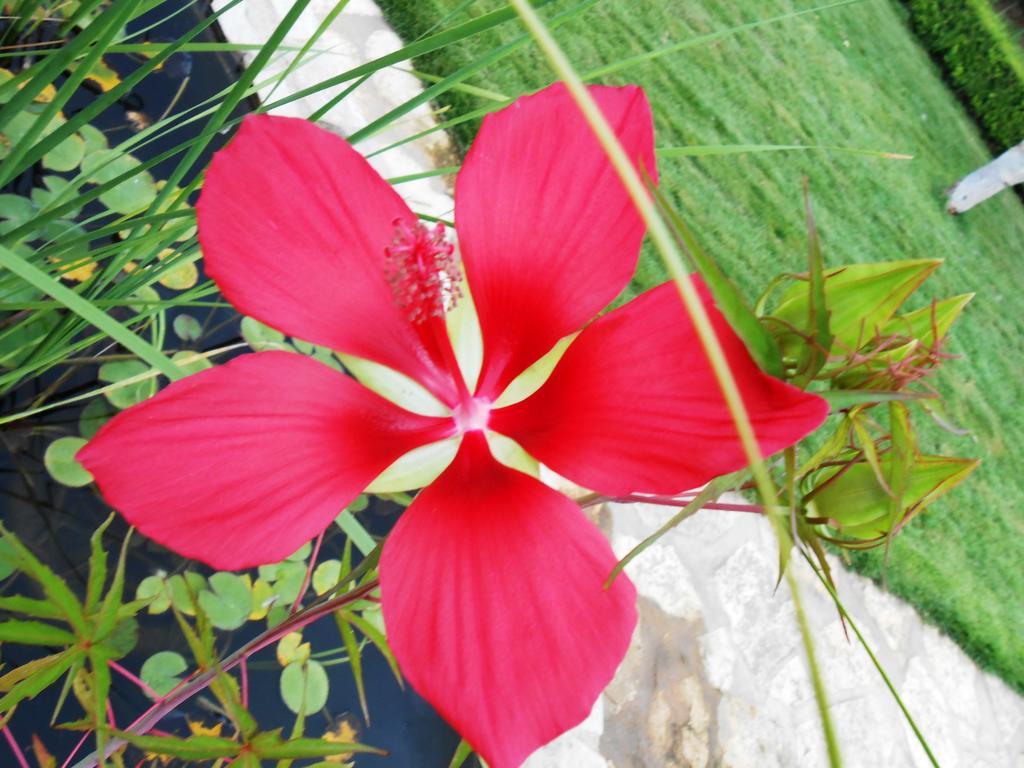 Bed & Breakfast Al Giardino Monreale